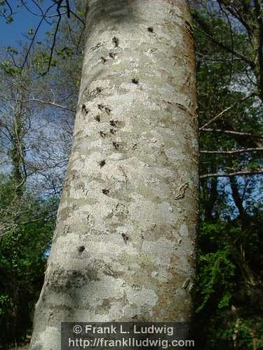 Fly Tree
